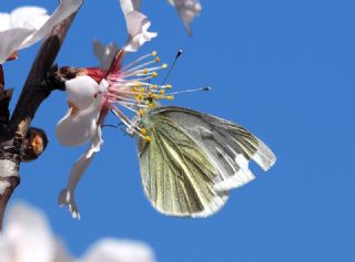 Yalanc Beyazmelek (Pieris pseudorapae)