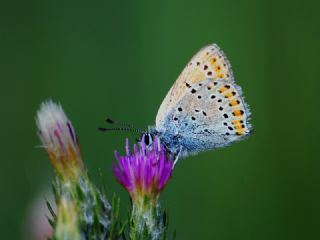 Kk Ate Gzeli (Lycaena thersamon)
