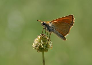 Sar Antenli Zpzp (Thymelicus sylvestris)