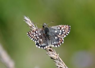 Ebegmeci Zpzp (Pyrgus malvae)