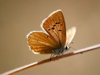 Tr almalar ([unknown genus] n/a)