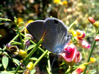 Tr almalar ([unknown genus] n/a)