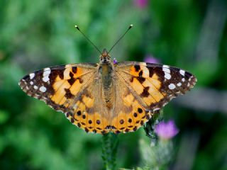 Diken Kelebei (Vanessa cardui)