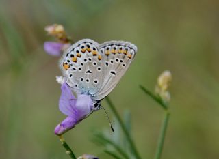 Anadolu Esmergz (Plebejus modicus)