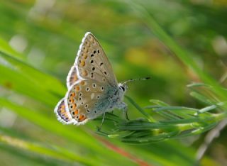 okgzl Gk Mavisi (Polyommatus bellargus)