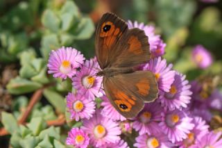 Halikarnas Esmeri (Maniola halicarnassus)