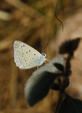 Tr almalar ([unknown genus] n/a)