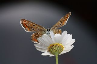 Tr almalar ([unknown genus] n/a)
