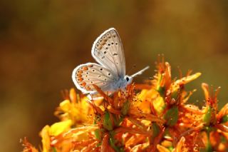 okgzl Mavi (Polyommatus icarus)