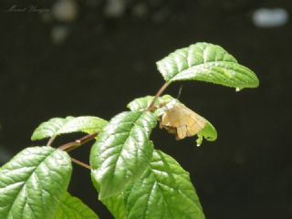 Hu Gzeli (Thecla betulae)