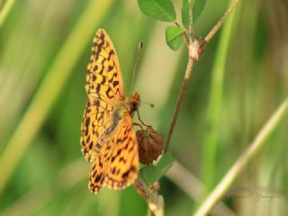 Morinci (Boloria dia)