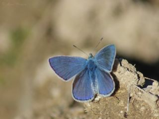 okgzl Meneke Mavisi (Polyommatus thersites)
