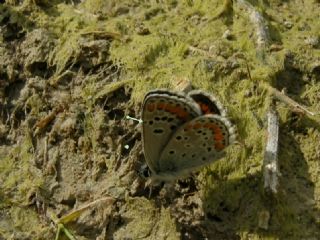 okgzl Esmer (Aricia agestis)