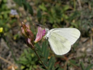 Narin Orman Beyaz (Leptidea sinapis)