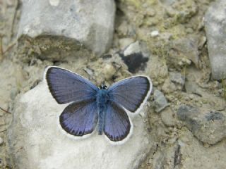 das Mavisi, Esmergz (Plebejus idas)