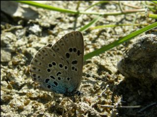 Byk Korubeni (Phengaris arion)