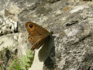 Esmerboncuk (Lasiommata maera)