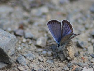 Tr almalar ([unknown genus] n/a)