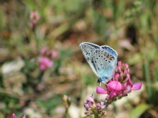 okgzl Amanda (Polyommatus amandus)