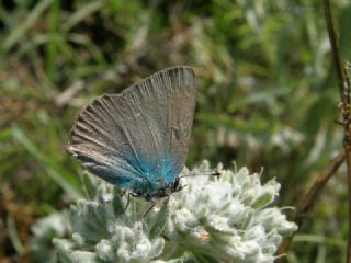 Zmrt (Callophrys rubi)