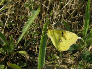 Sar Azamet (Colias croceus)