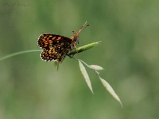 Amannisa (Melitaea athalia)