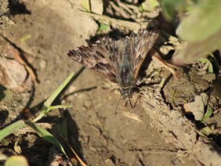 Hatmi Zpzp (Carcharodus alceae)