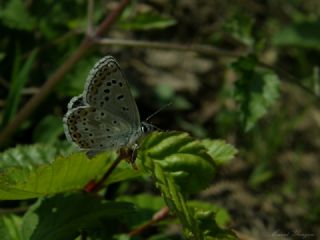 okgzl Balkan Mavisi (Aricia anteros )