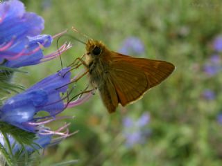 Orman Zpzp (Ochlodes sylvanus)