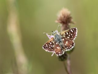 Kzl Zpzp (Spialia orbifer)