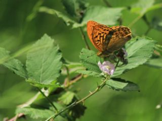 Cengaver (Argynnis paphia)