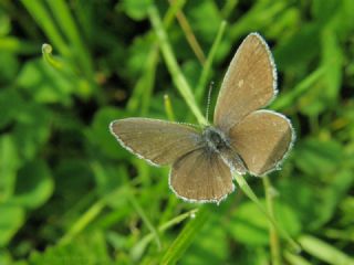 Fransz Everesi (Cupido alcetas)