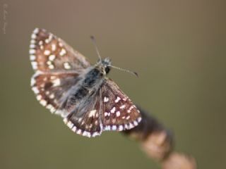 Ebegmeci Zpzp (Pyrgus malvae)