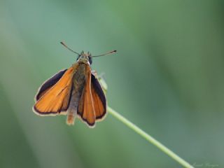 Sar Antenli Zpzp (Thymelicus sylvestris)