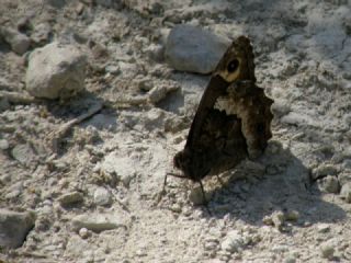 Byk Karamelek (Hipparchia syriaca)