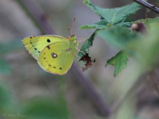 Gzel Azamet (Colias alfacariensis)