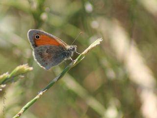 Kk Zpzp Perisi (Coenonympha pamphilus)