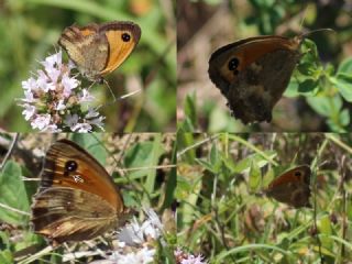 Pironiya (Pyronia tithonus)