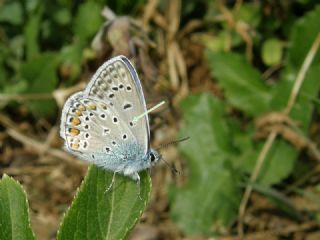 okgzl Mavi (Polyommatus icarus)