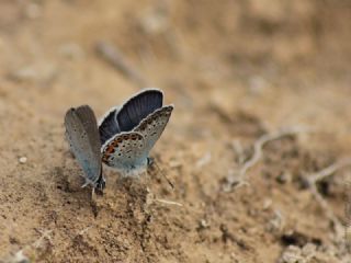 das Mavisi, Esmergz (Plebejus idas)