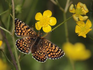 parhan (Melitaea cinxia)