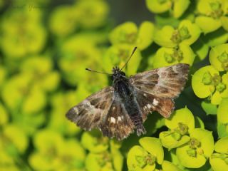 ark Zpzp (Carcharodus orientalis)