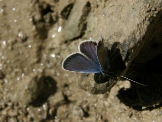 Gm Lekeli Esmergz (Plebejus argus)