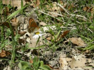 parhan (Melitaea cinxia)