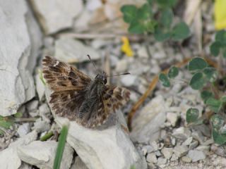 Hatmi Zpzp (Carcharodus alceae)