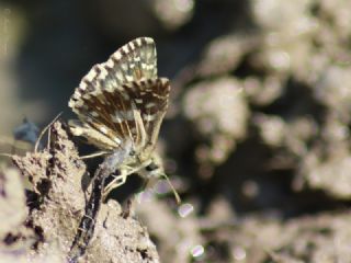 Ebegmeci Zpzp (Pyrgus malvae)