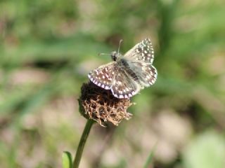 Ebegmeci Zpzp (Pyrgus malvae)