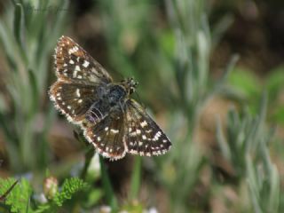 Kzl Zpzp (Spialia orbifer)