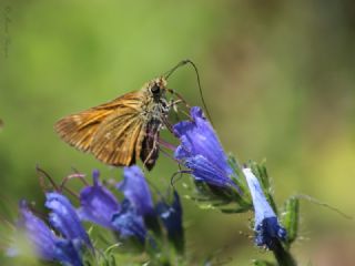Orman Zpzp Perisi (Coenonympha glycerion)
