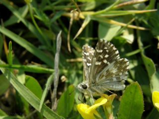 Ebegmeci Zpzp (Pyrgus malvae)